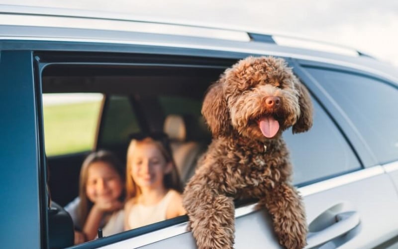 carros para família